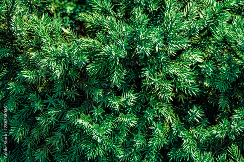 Greens  tree  spruce  fir  background