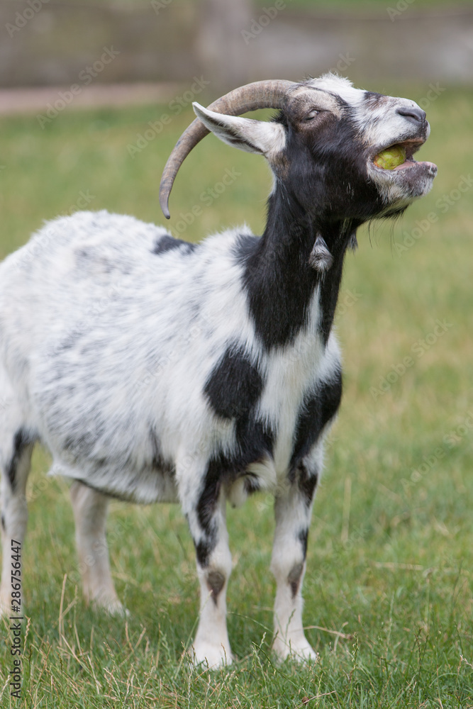 Fototapeta premium Goat (Ziege, Capra) black and white