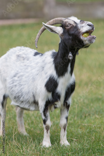 Goat (Ziege, Capra) black and white