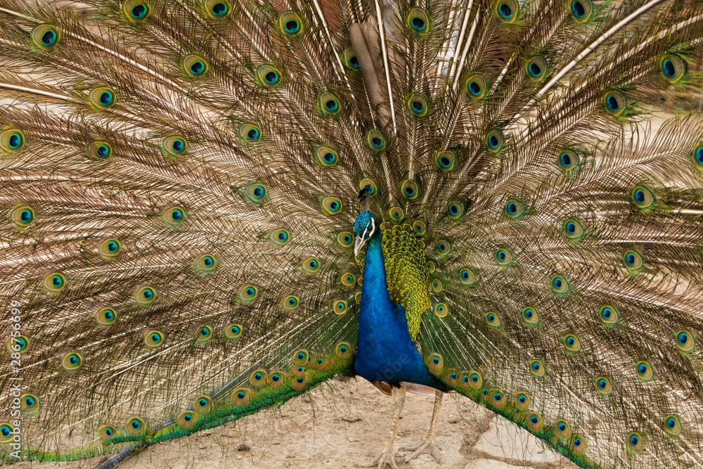 Fototapeta premium Indian peafowl or blue peafowl (Pavo cristatus), a large and brightly coloured bird. Peacock. Beautiful bird. Peahen.