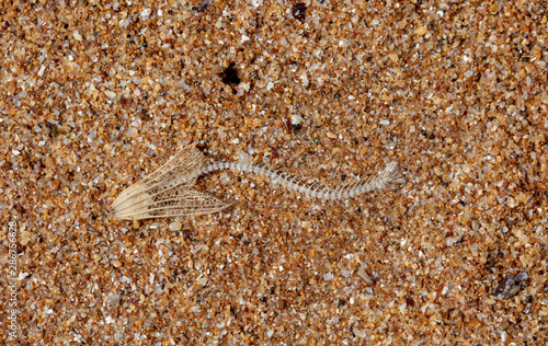 fish skeleton and dry flower in the sand