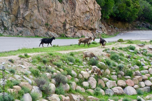 Herd of wild goats in the wilderness photo