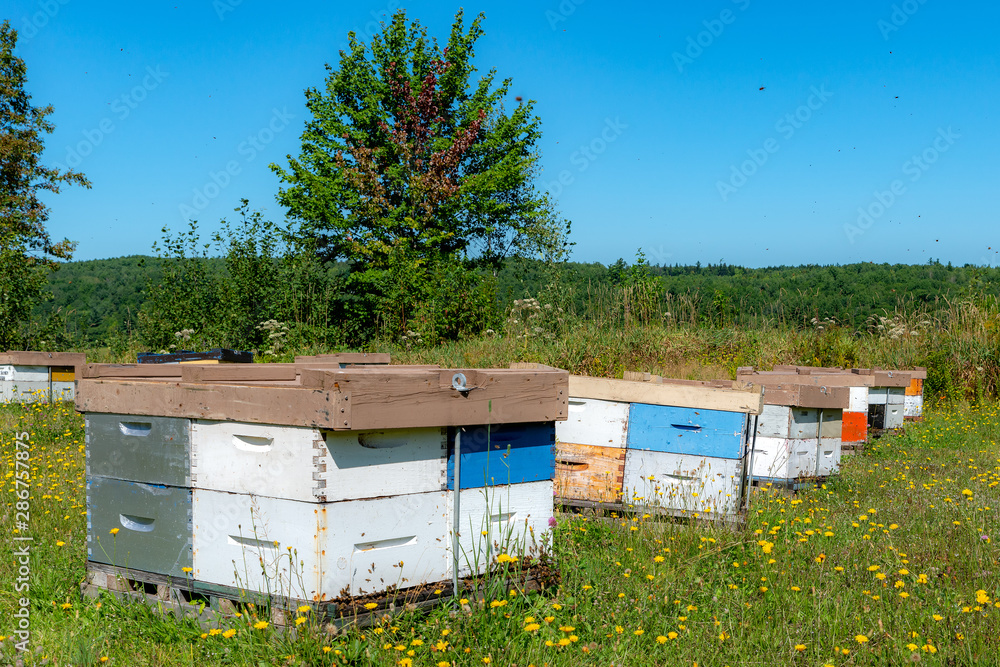 A closeup view of wooden beehives scattered haphazardly in a field. Bees can be seen at the entrance to the hive at the bottom. Black dots in the air are flying bees. Bright sunny day. A closeup view of wooden beehives scattered haphazardly in a field. Bees can be seen at the entrance to the hive at the bottom. Black dots in the air are flying bees. Bright sunny day.