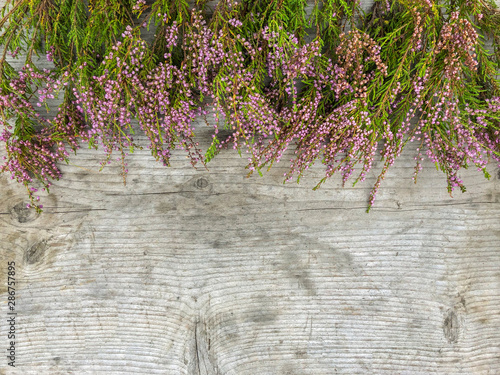 Foto Heather Calluna vulgaris
