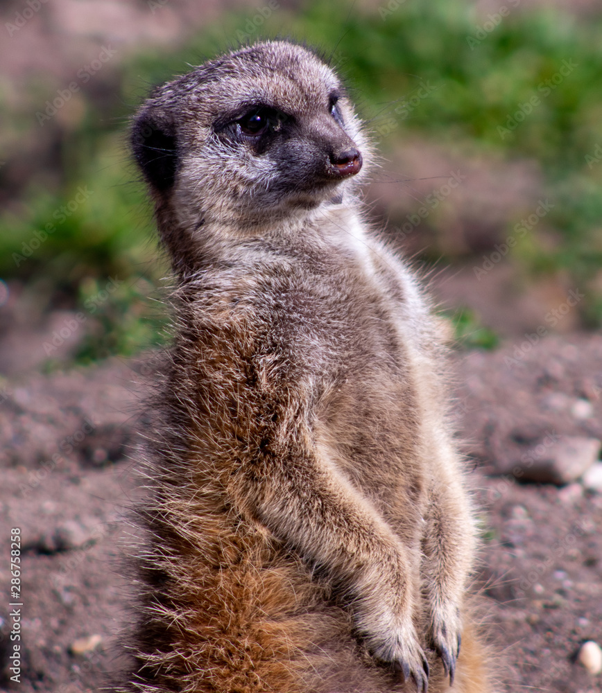Fototapeta premium Meerkat in zoo