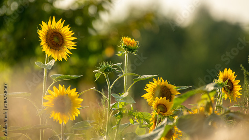 Sonnenblumenfeld (Aug 2019)