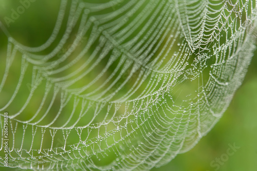 background spider web in morning dew drops on green grass. sun glare