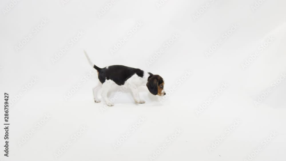 Baby Puppy Beagle on White Background playful slow motion Baby Puppy Beagle on White Background playful slow motion