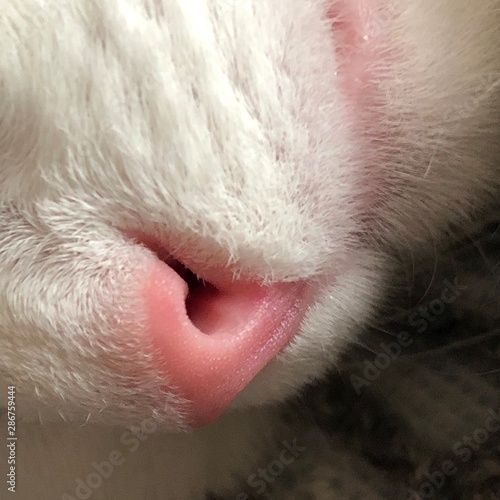 close up of head of a cat
