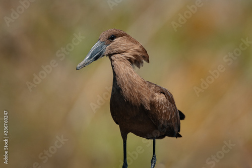 Close up view of a standing hamerkop photo