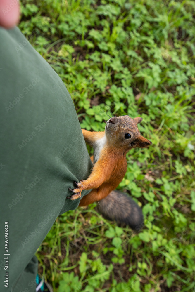 Fototapeta premium squirrel