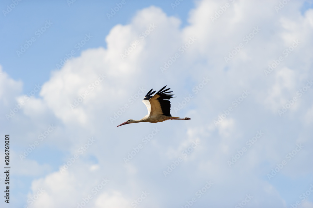 Obraz premium White stork flying in the sky