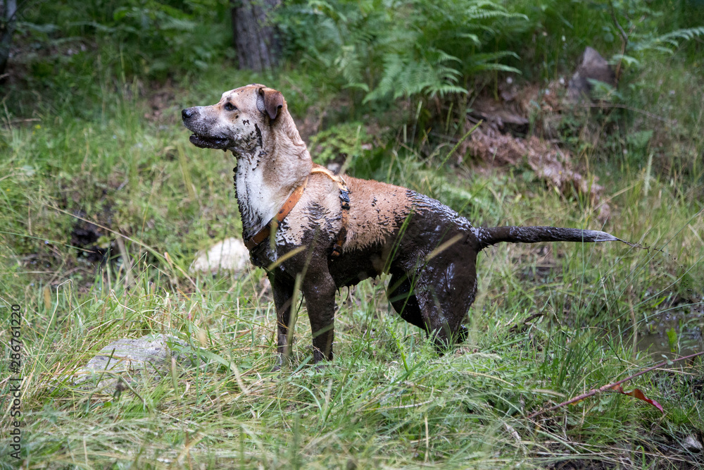 Cane infangato