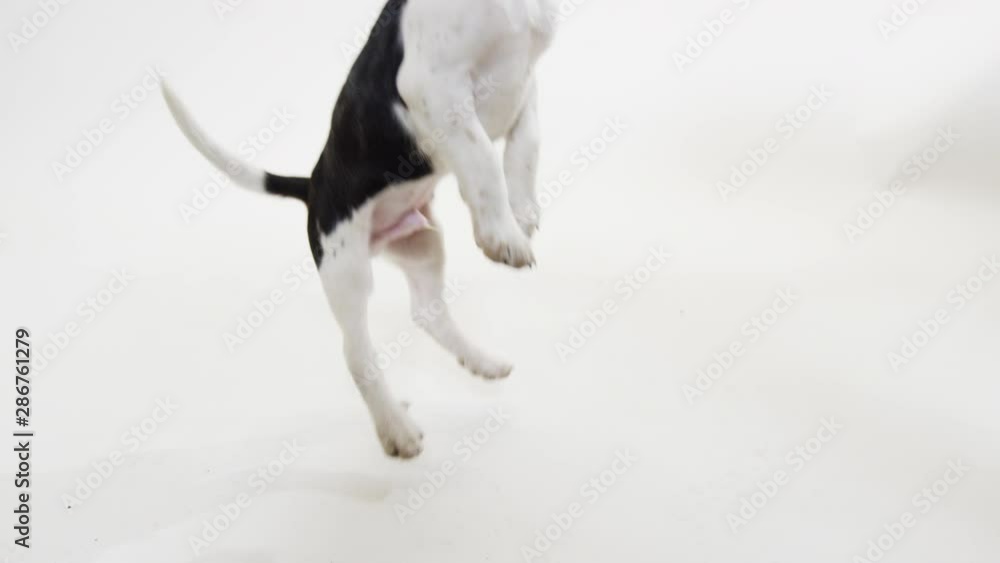 Baby Puppy Beagle on White Background playful slow motion Baby Puppy Beagle on White Background playful slow motion