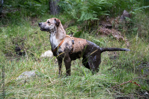 Obraz na płótnie Cane infangato w salonie