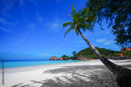 Fototapeta Naklejka Na Ścianę i Meble -  Coconut tree and beautiful blue beach at Redang Island, Malaysia