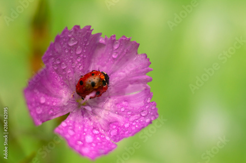 Red lady bag sitting on blooming carnation - pink flower with a drops of water. Natural background