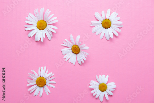 camomiles on a pink background top view pattern flat lay white flowers