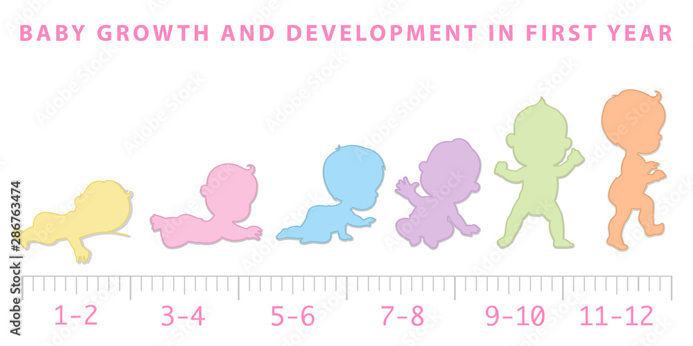 Baby growth from newborn to toddler scale.