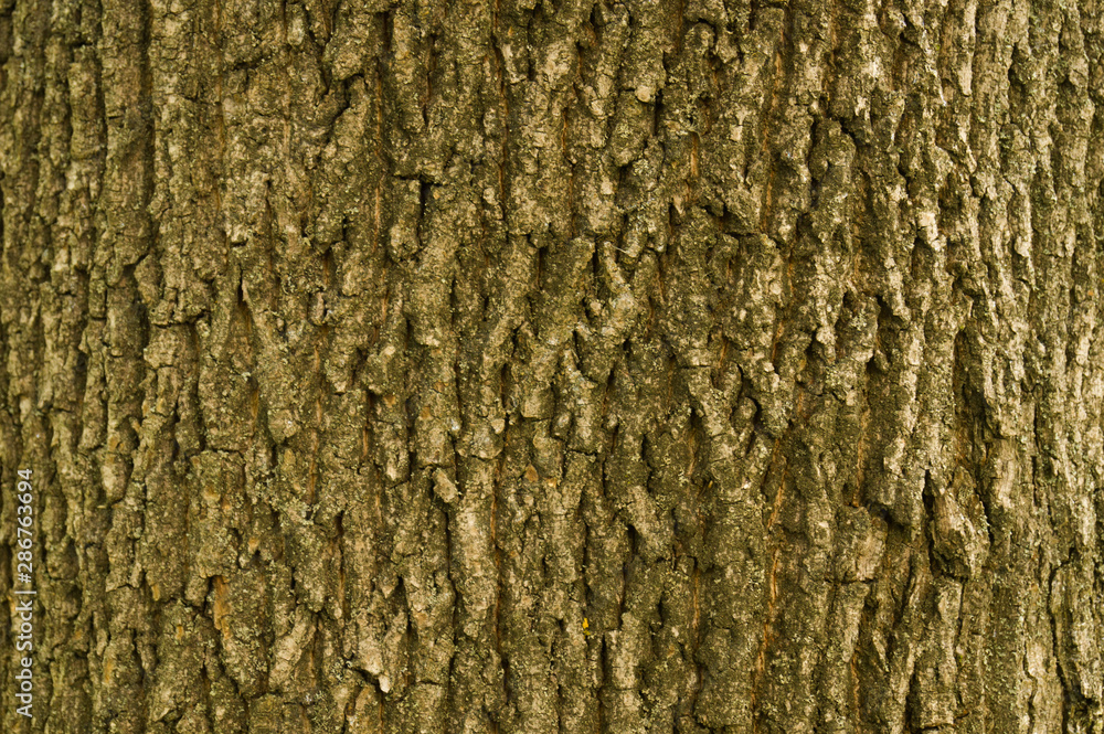 Wood texture. The texture of the wooden surface. Texture old wood. Wood texture. The texture of the wooden surface. Texture old wood.