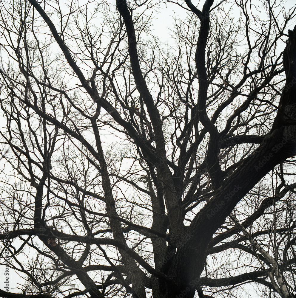 silhouette of a tree silhouette of a tree