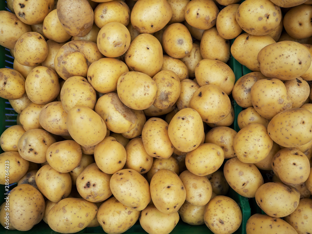 Fresh ripe not very large organic potatoes Fresh ripe not very large organic potatoes