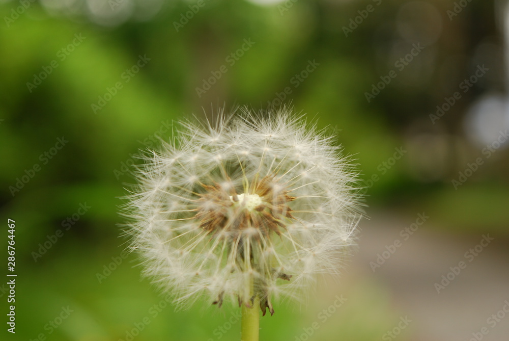 Fototapeta premium タンポポ
