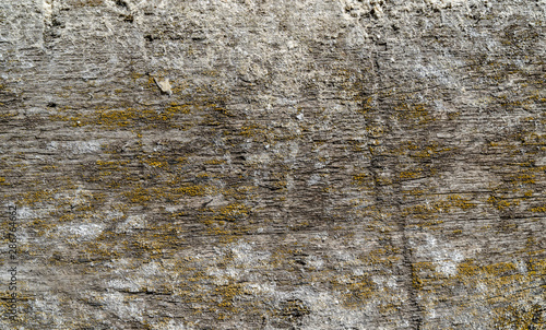Wooden texture background. Old wood texture with green yellow mold. Different scratches and lines. White, green and grey colours. Background for text or design