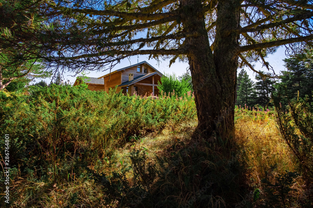house in the forest house in the forest