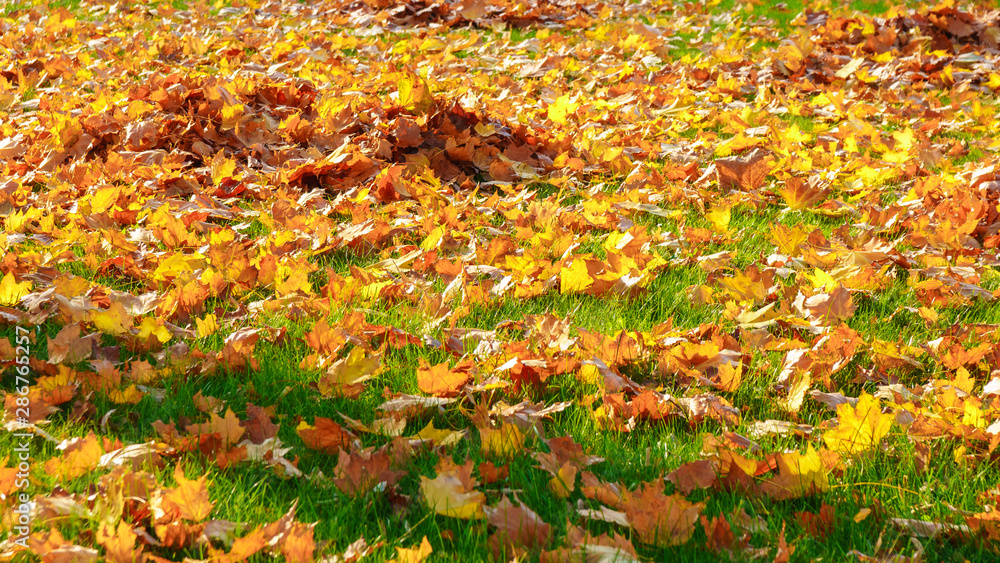 Yellow leaves fallen on fresh green grass in park in Budapest, Hungary. Yellow leaves fallen on fresh green grass in park in Budapest, Hungary.