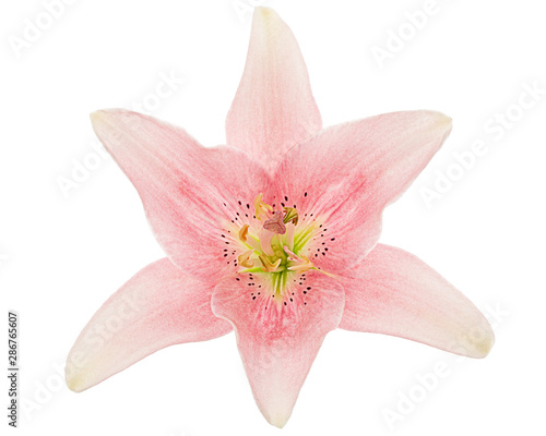 Flower of light pink lily  isolated on white background