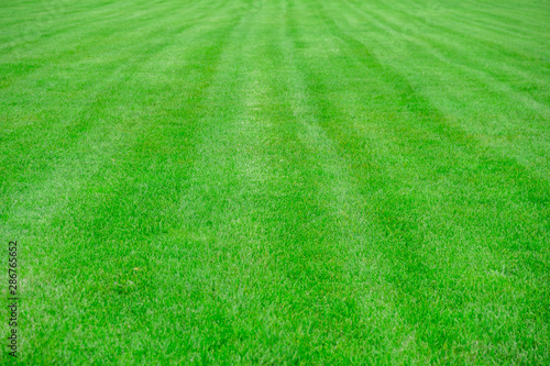 Background image of fresh grass field, well cut grass.