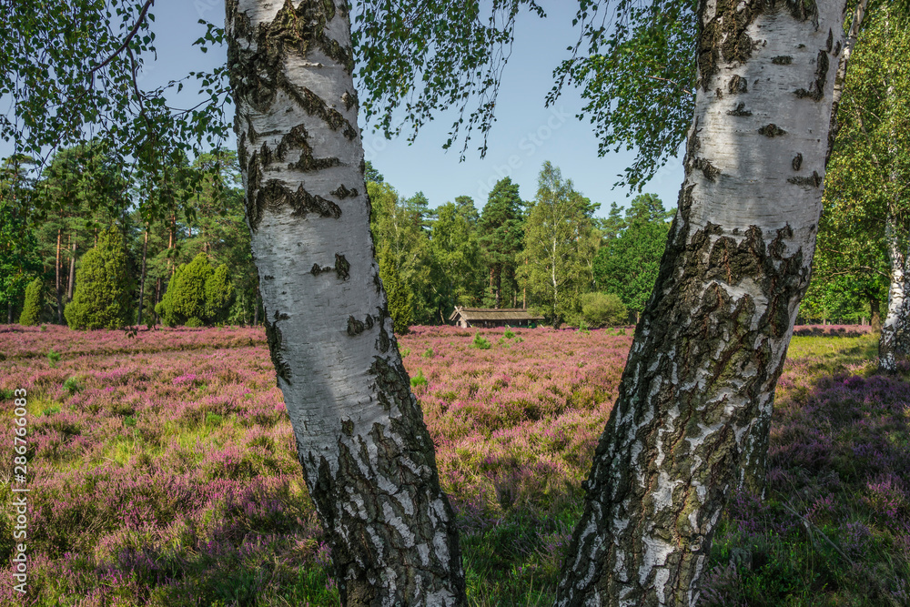 Fototapeta premium Rural landscape.