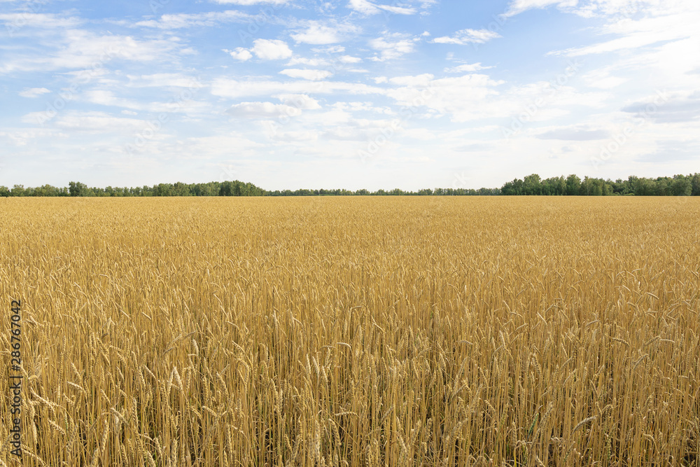 ears of wheat are ripe and ready for harvest