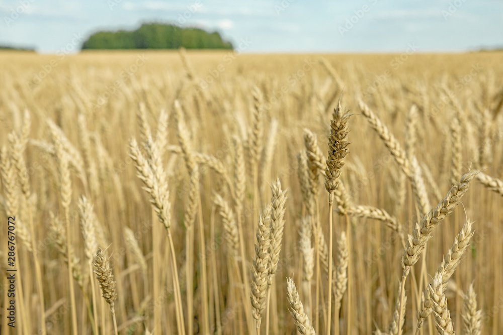 ears of wheat are ripe and ready for harvest