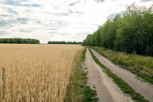 ears of wheat are ripe and ready for harvest © EvgenyPyatkov