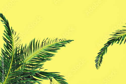 palm tropical leaves on yellow background. Summer tropical mood concept