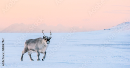 Tableau sur toile Reindeer in the sunset, Longyearbyen, Spitsbergen