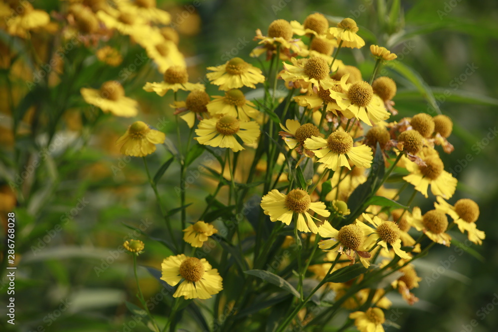 Sonnenbraut Hybride Indianersommer (Helenium spec.) Sonnenbraut Hybride Indianersommer (Helenium spec.)