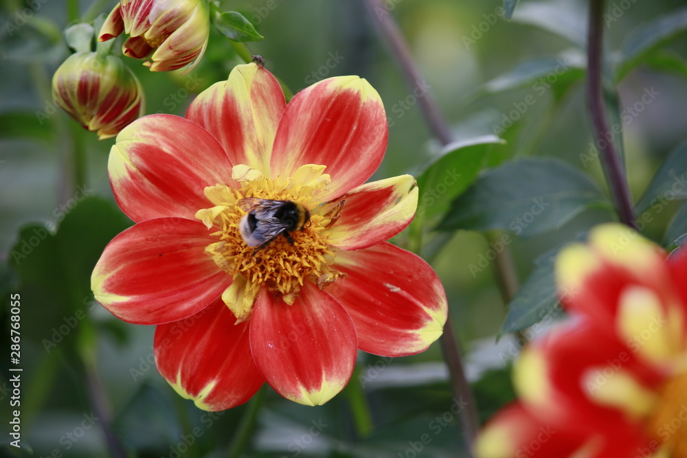 Garten-Dahlie - Hybride Pooh (Dahlia x hortensis) Garten-Dahlie - Hybride Pooh (Dahlia x hortensis)