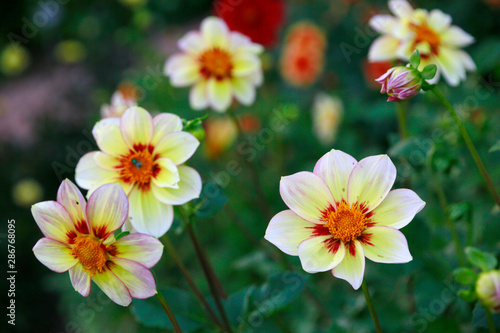 Garten-Dahlie - Hybride Juwel  Dahlia x hortensis 