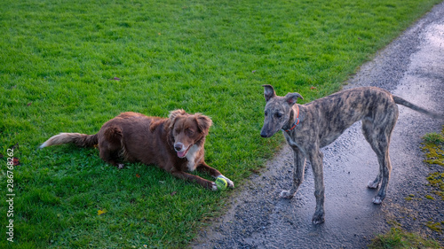 two dogs playing in the park