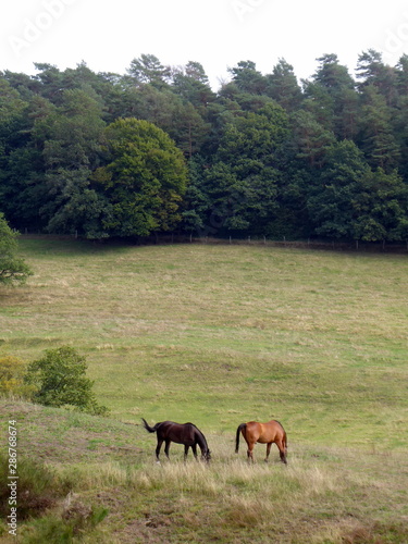 Pferde auf Weide © Gaby Recker