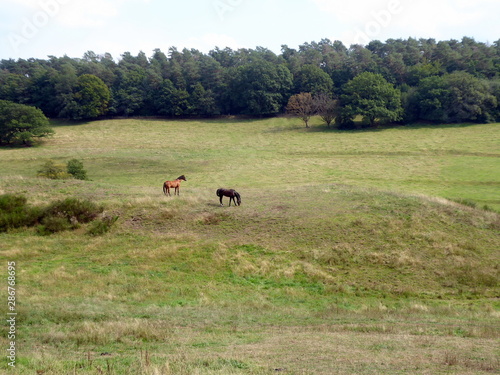 Pferde auf Weide