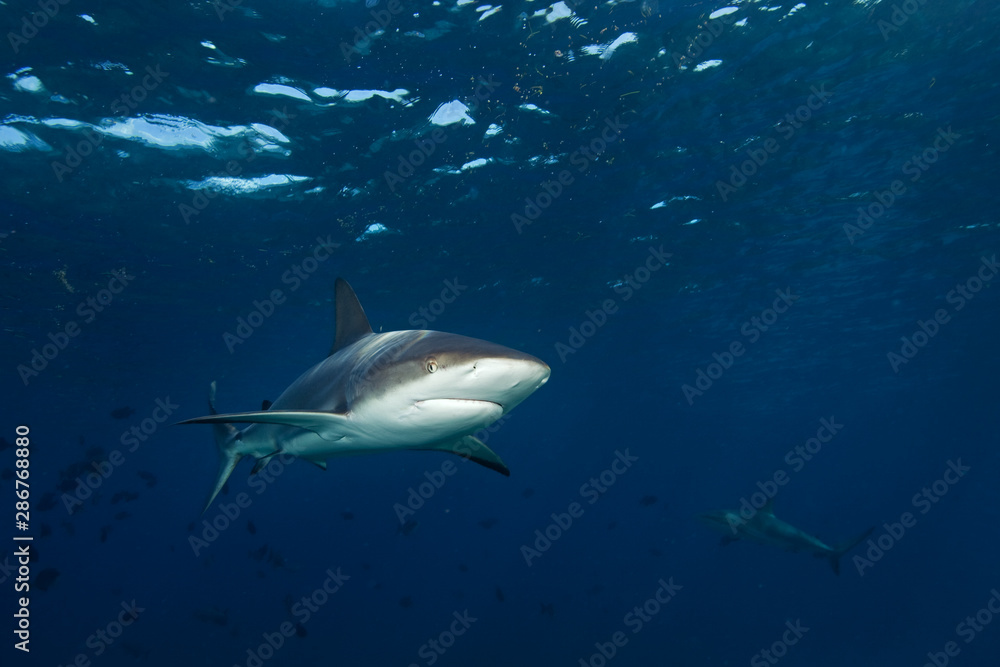 Obraz premium blacktip shark, carcharhinus limbatus, The Bahamas, Bimini island