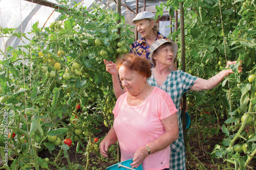 Three elderly women harvest tomatoes in a greenhouse.