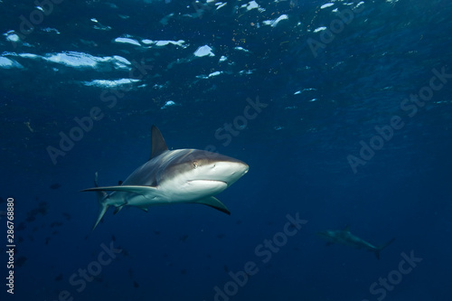 blacktip shark, carcharhinus limbatus, The Bahamas, Bimini island © prochym