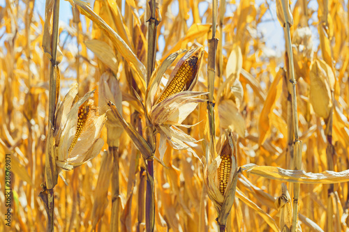 Harvest ripe corn closeup. Cob, leaves, stems selective focus. Bright, Sunny day in the fresh air. Design for banner, background, Wallpaper.