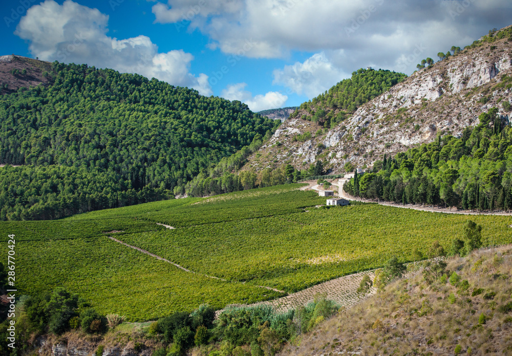 Scenic vistas of Sicilian vineyards near Segesta.