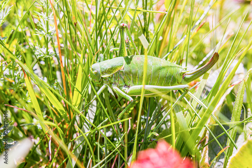 Big green grass hopper hiding in green grass photo